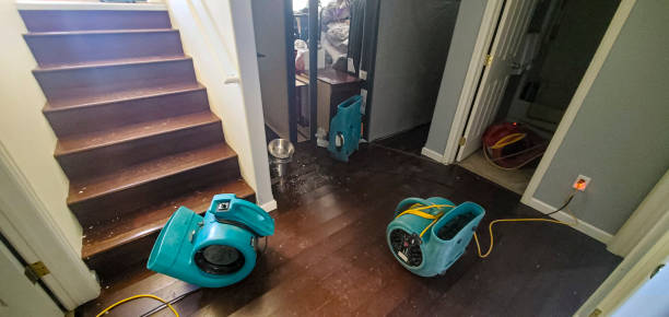 Best Carpet water damage restoration  in Morenci, AZ