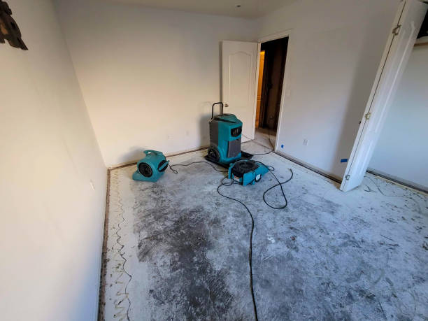 Best Mold removal after water damage  in Morenci, AZ