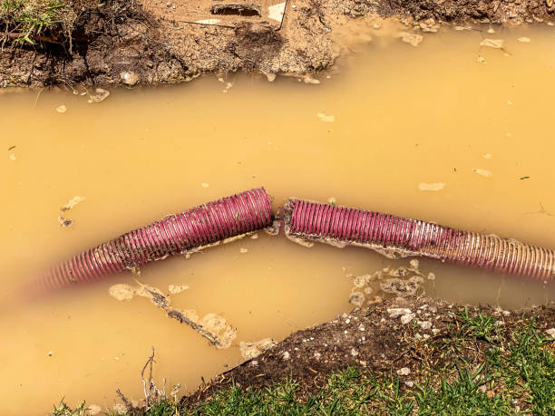 Best Water damage cleanup near me  in Morenci, AZ